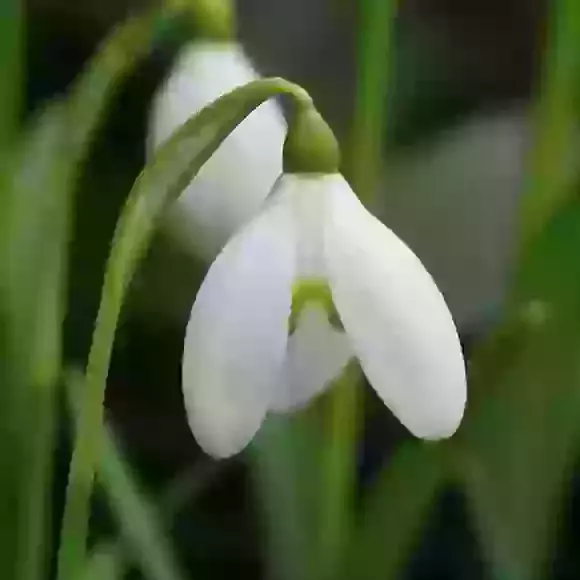 Snowdrops (Galanthus)